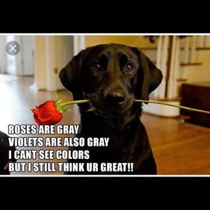 For Annie- tan Dooney Bucket Bag